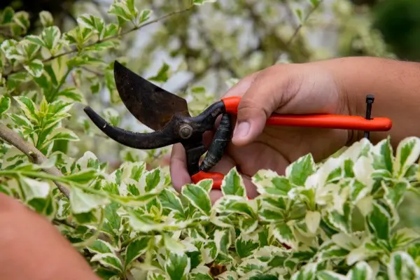Vecinos de la capital podrán aprender jardinería gratis en el Parque 9 de Julio