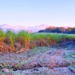 La zona productiva de Tucumán recibió las primeras heladas del año