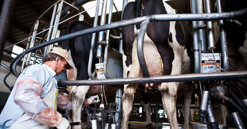 “Hay una leve recuperación en el consumo de productos lácteos”