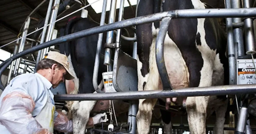 Lechería de Tucumán: “Vemos un leve aumento en la producción”