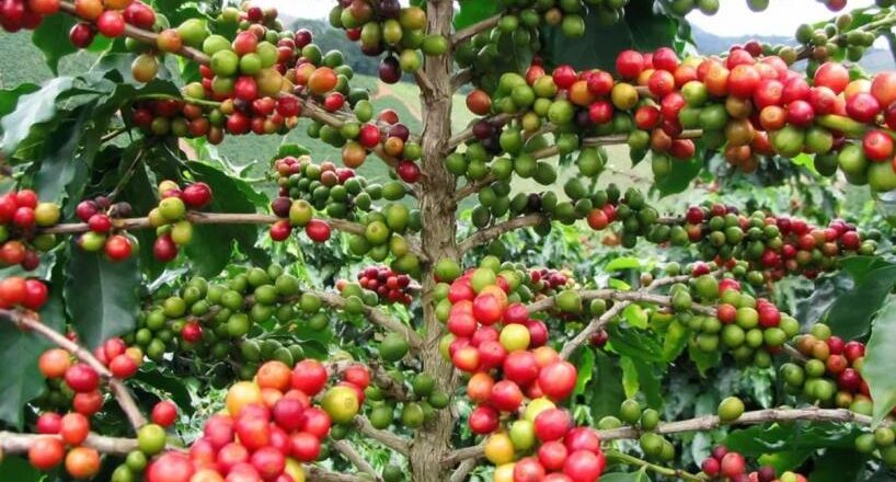 “No para de crecer y tiene potencial”: Tucumán se proyecta como el nuevo polo cafetero del país