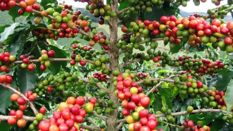 “No para de crecer y tiene potencial”: Tucumán se proyecta como el nuevo polo cafetero del país
