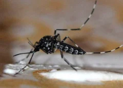 Chikungunya: confirman 155 casos y destacan que la curva “no crece de forma exponencial”