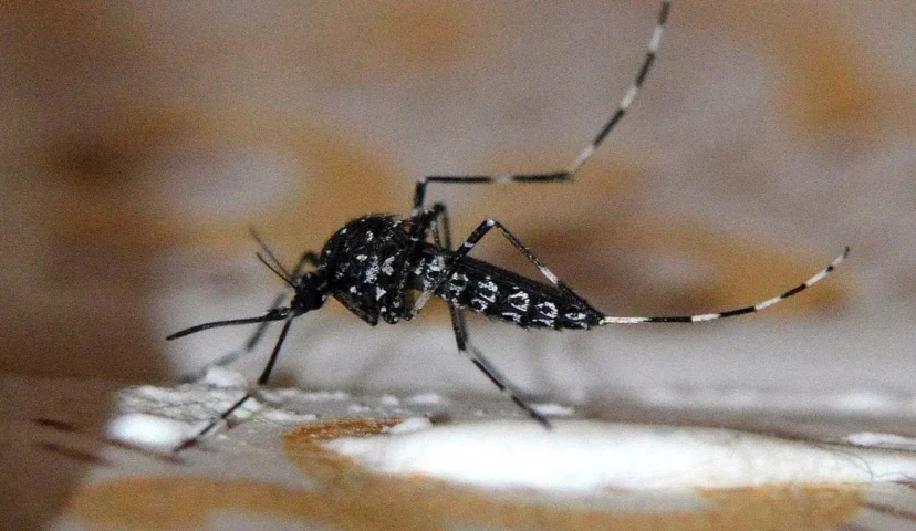 Chikungunya: confirman 155 casos y destacan que la curva “no crece de forma exponencial”