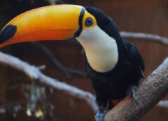«Es un delito»: la advertencia del Parque Nacional Aconquija tras los ataques a tucanes en Tucumán