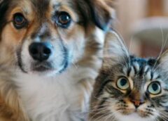 Dónde se brindará el servicio gratuito de castración para mascotas en San Miguel de Tucumán