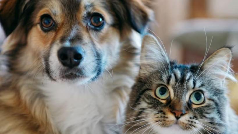 Dónde se brindará el servicio gratuito de castración para mascotas en San Miguel de Tucumán