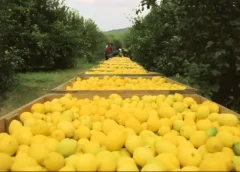 Oportunidad para el limón tucumano: Panamá abrió su mercado a los cítricos